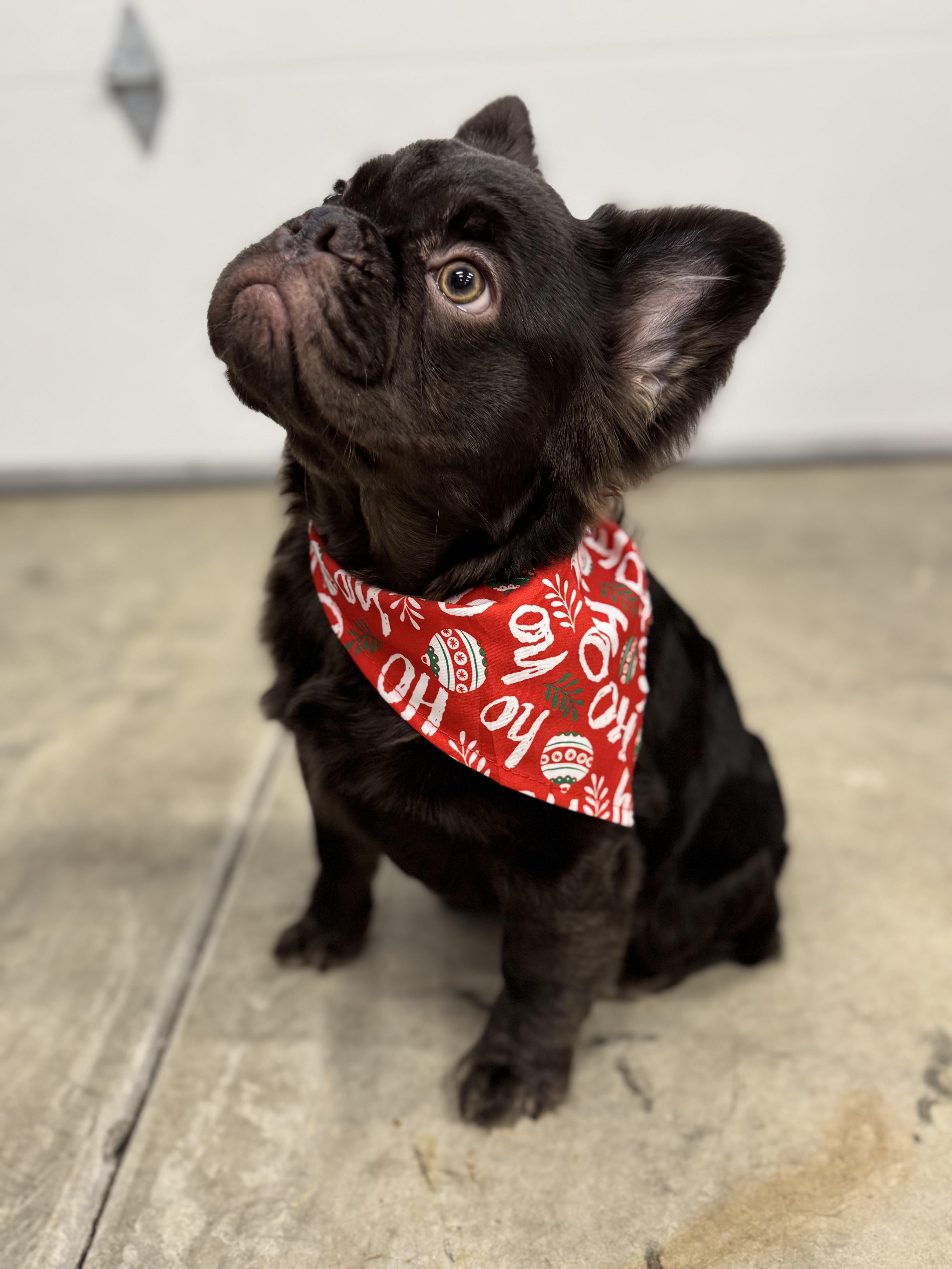dog