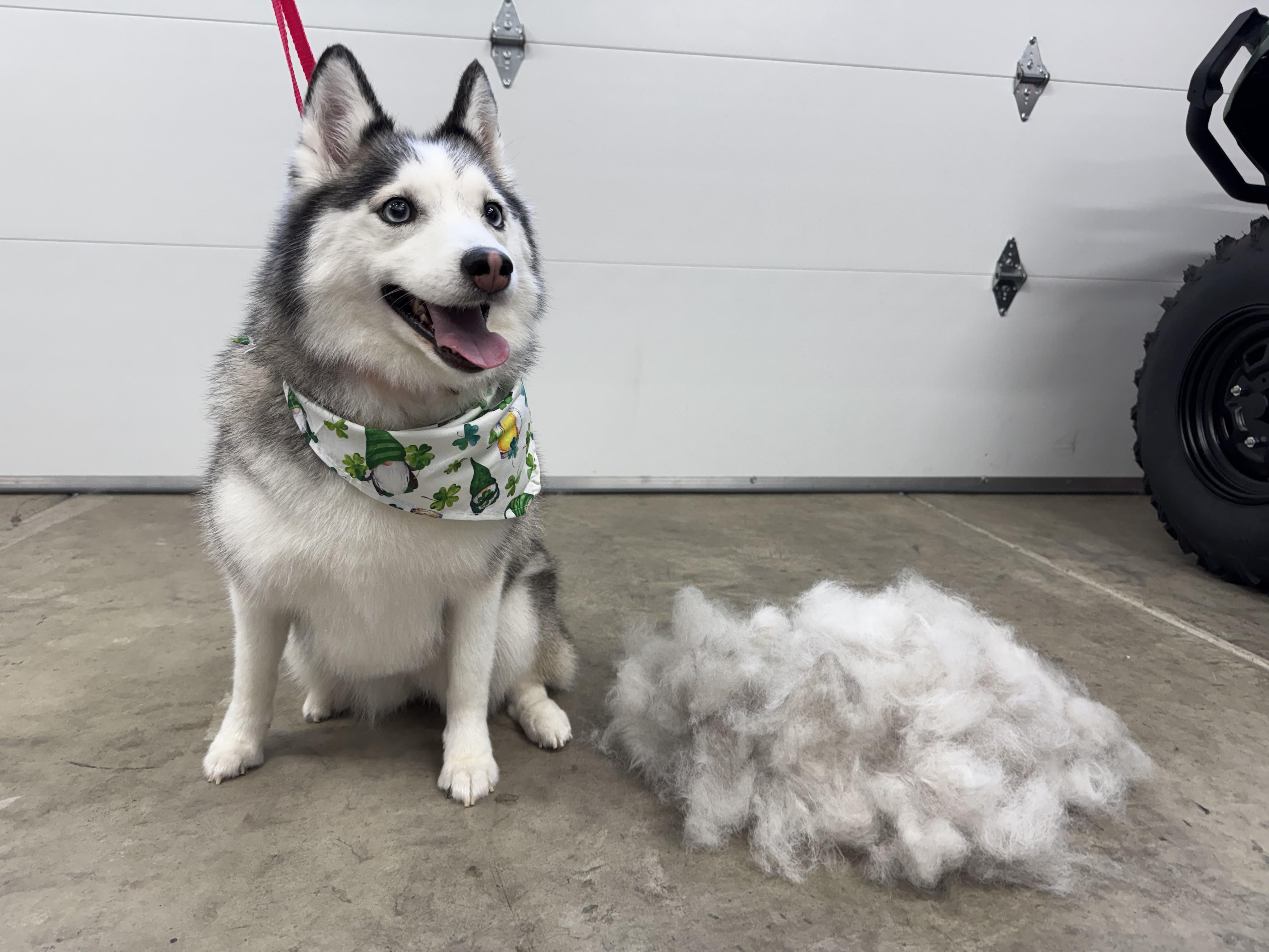 dog