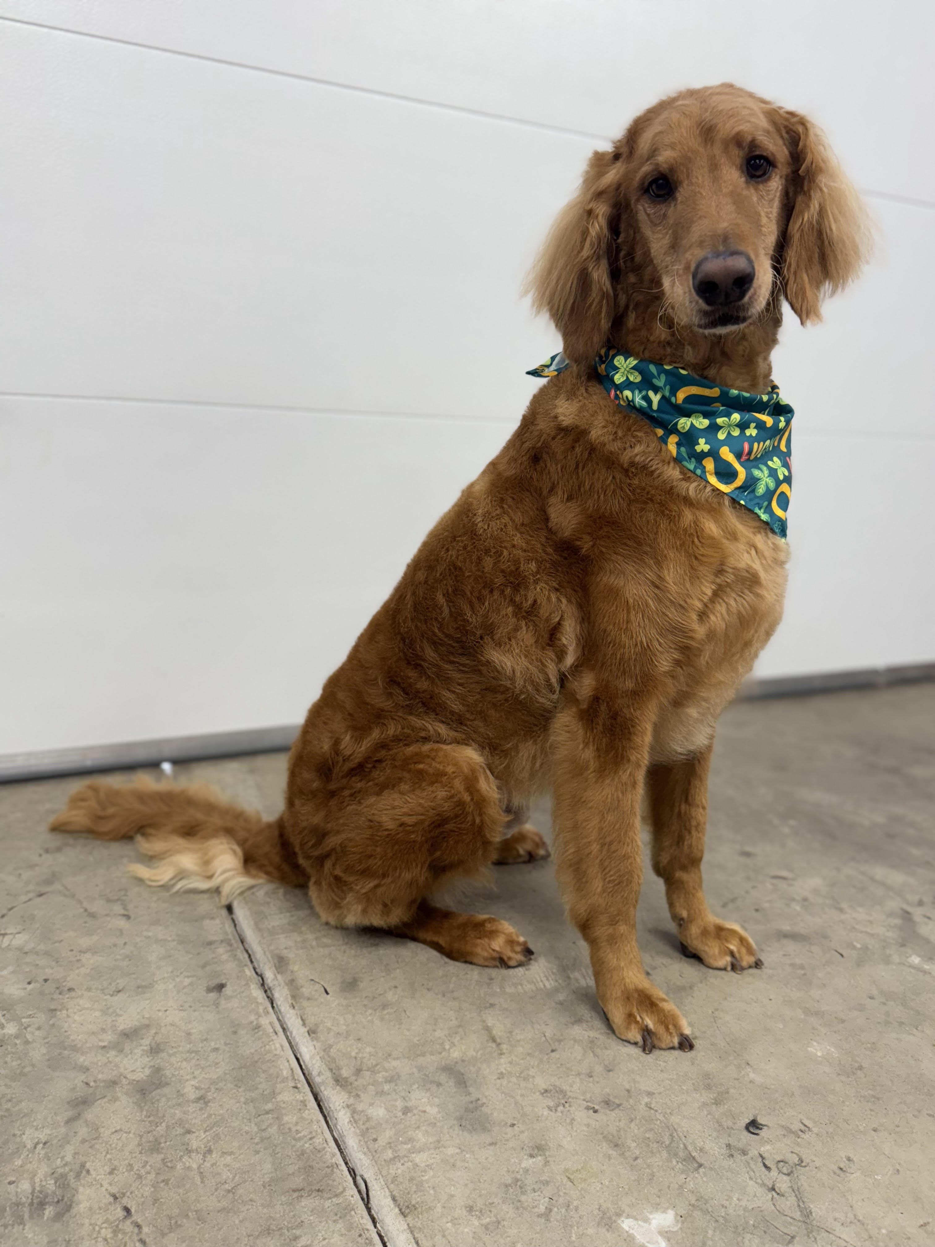 dog