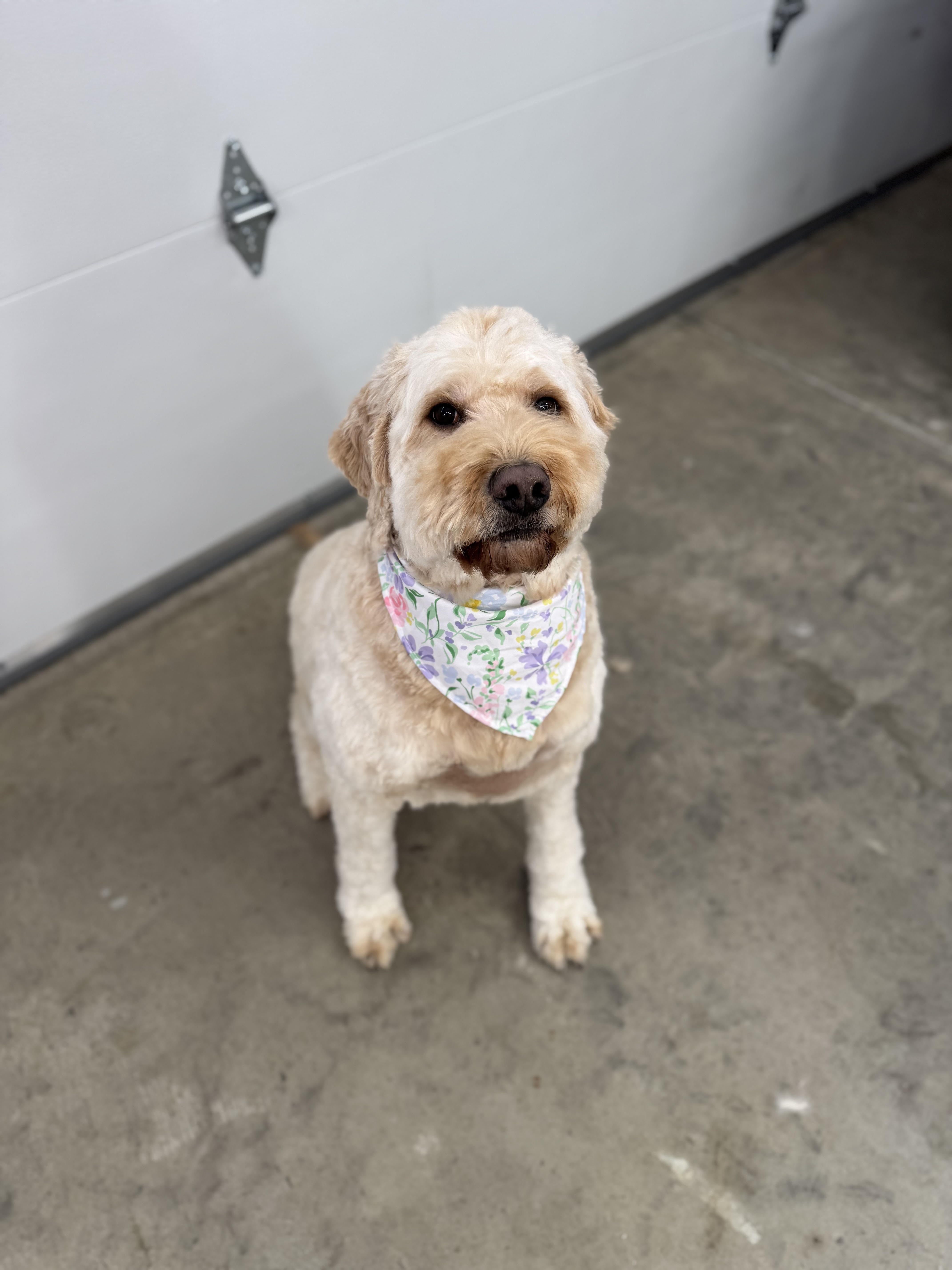 dog