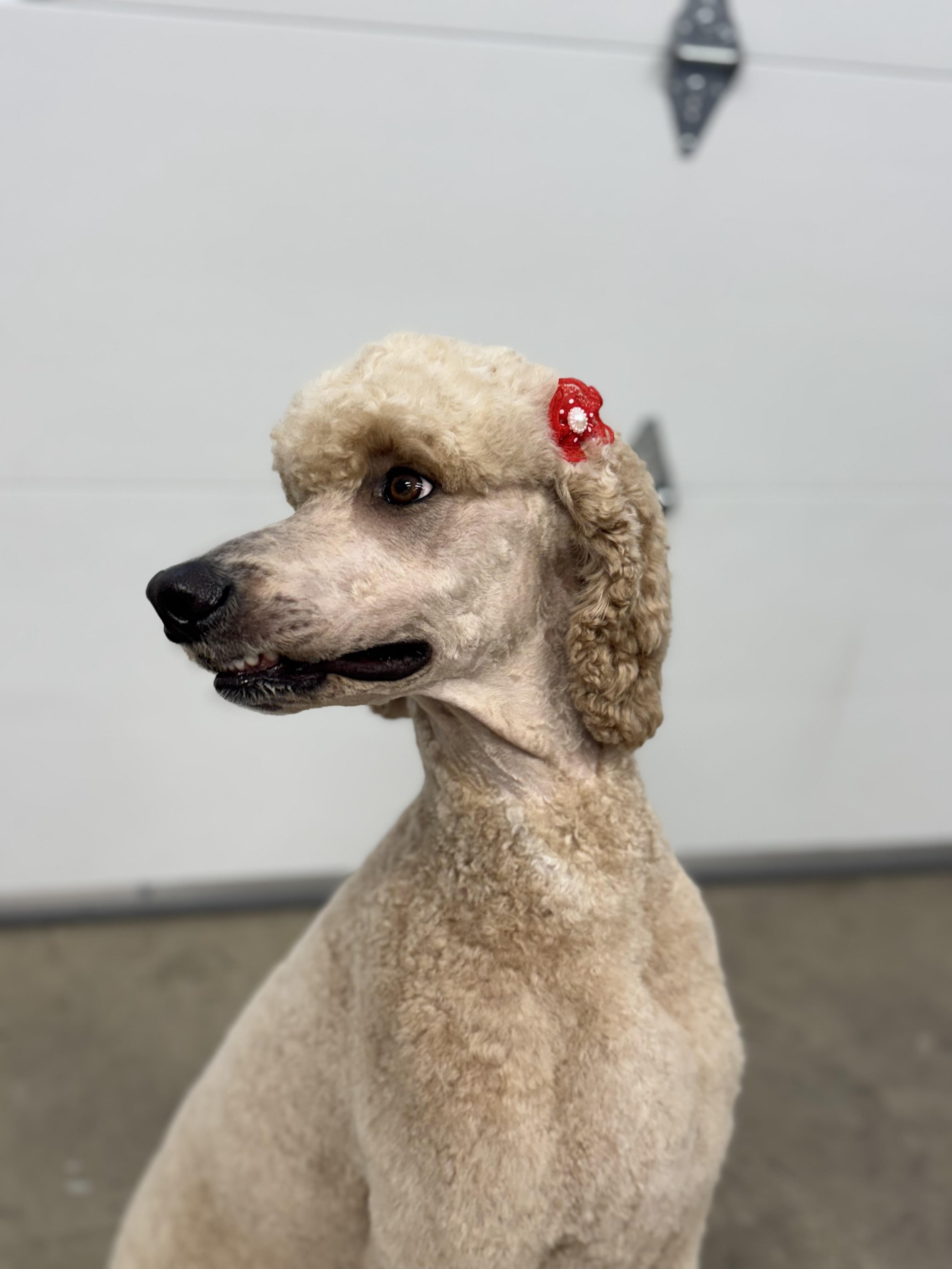 dog