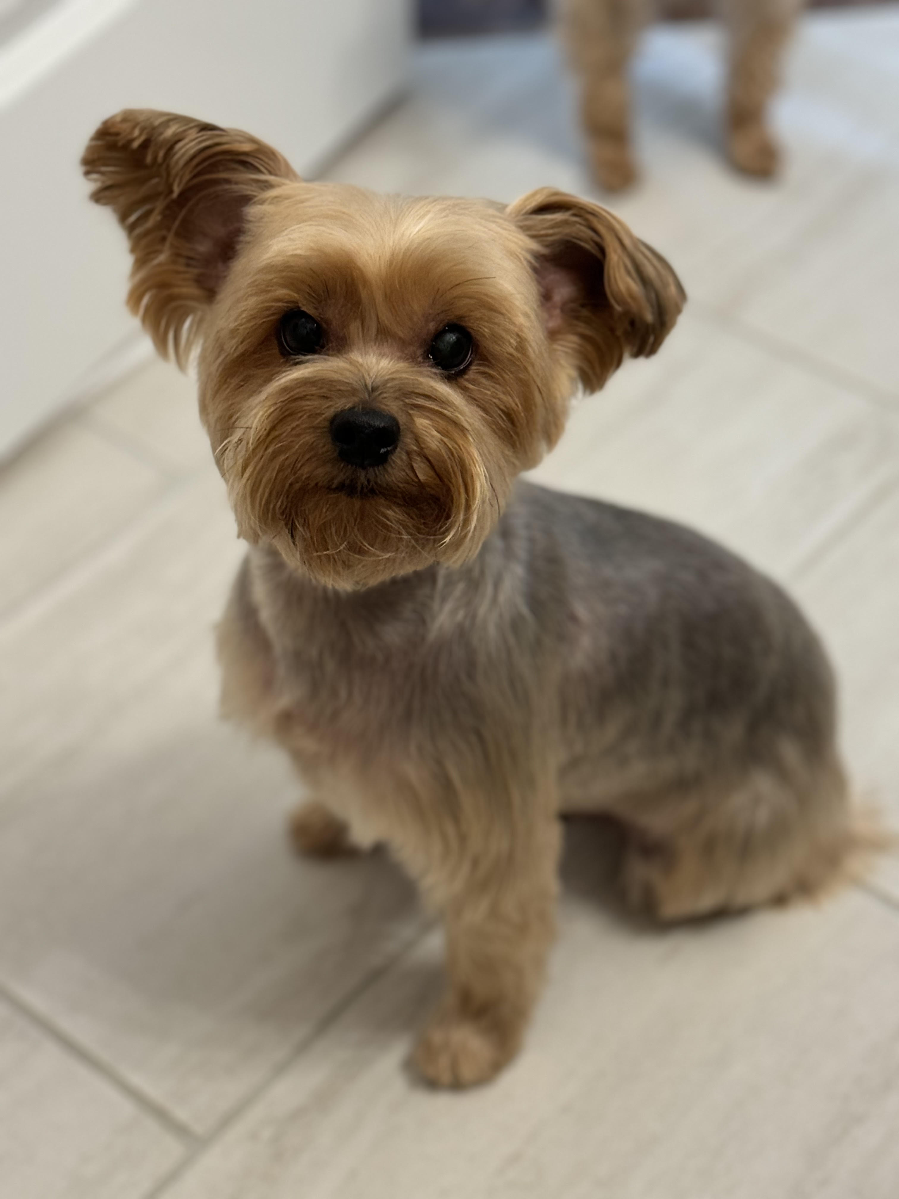 dog