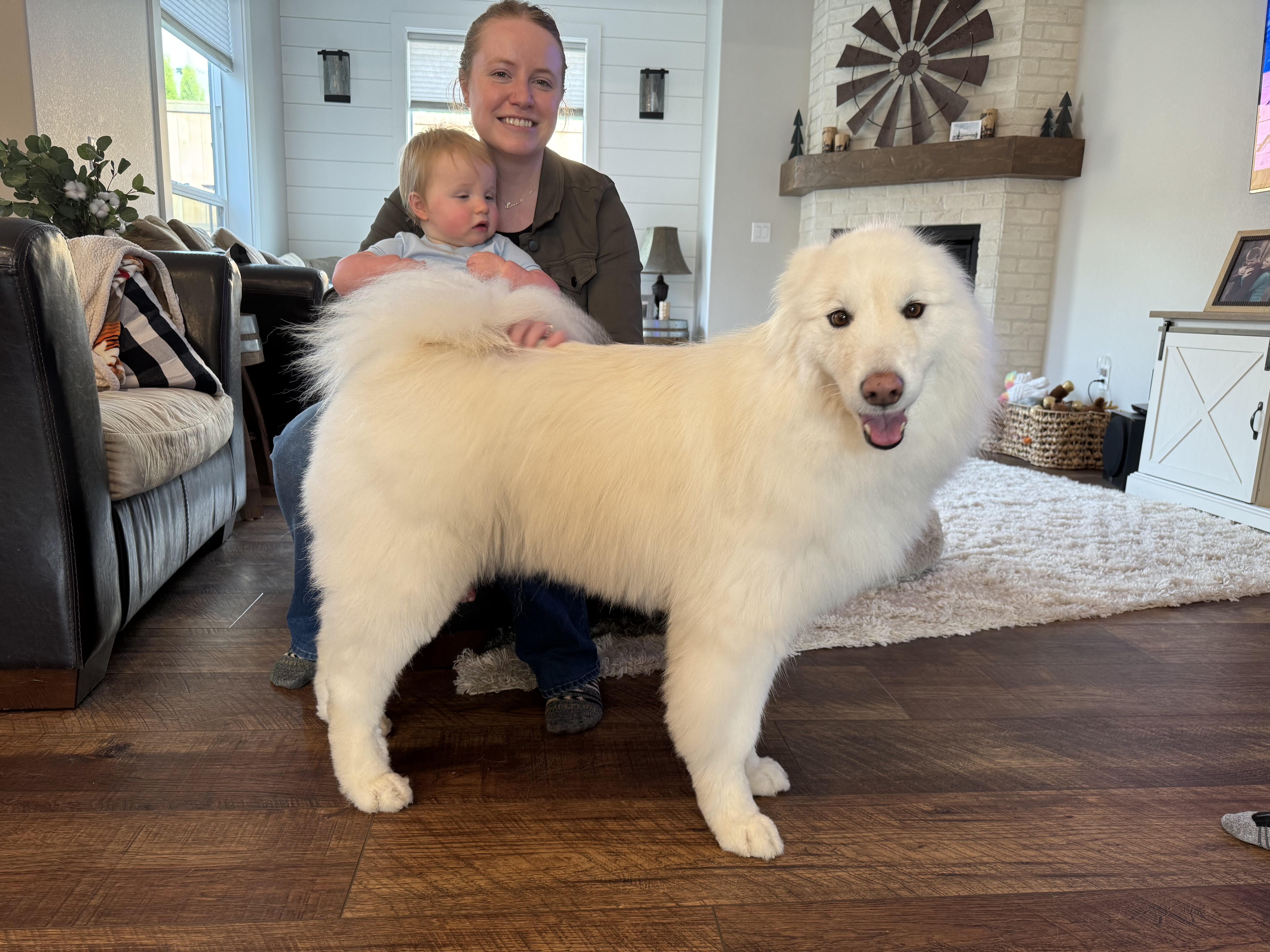 dog