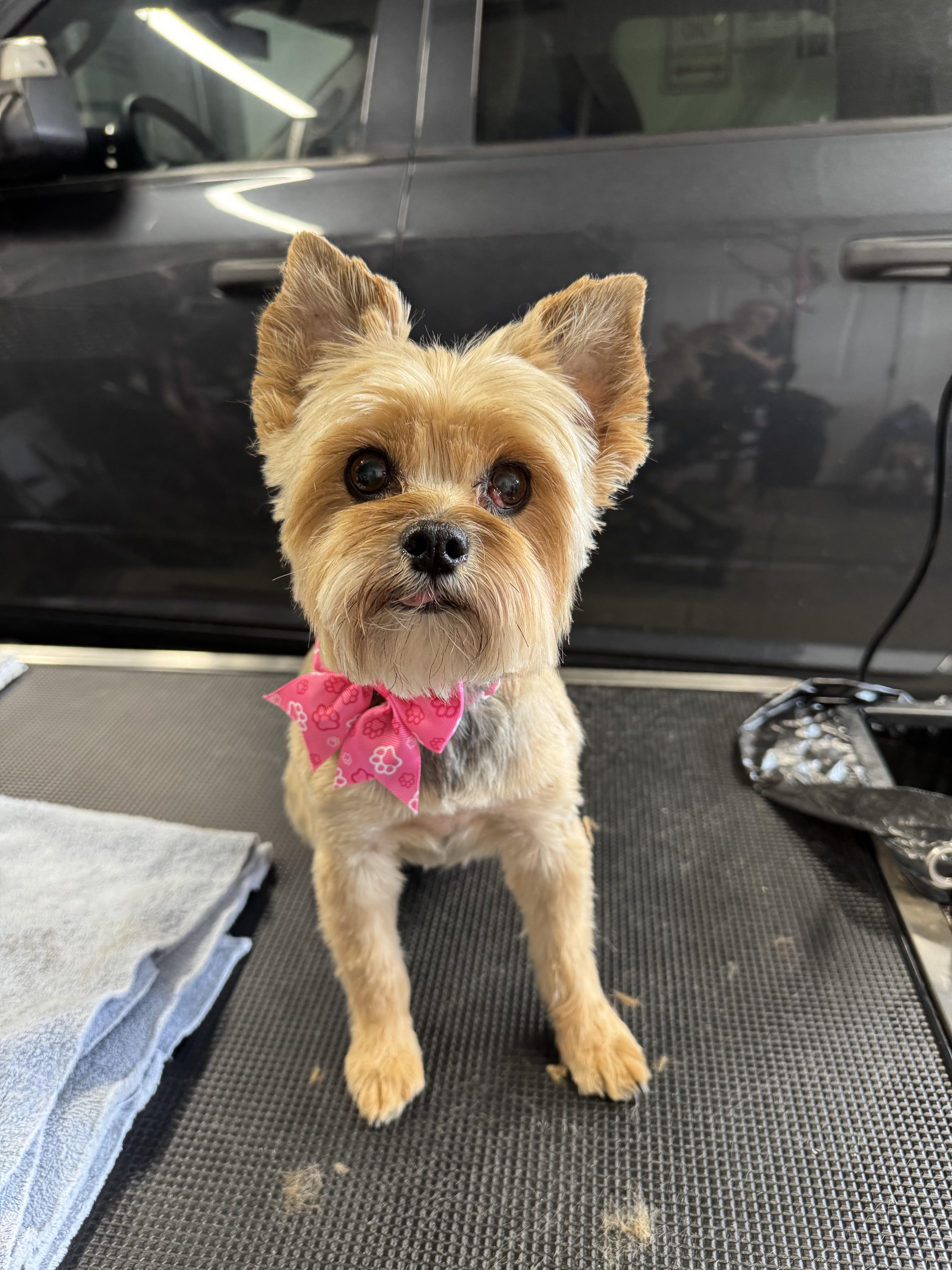 dog