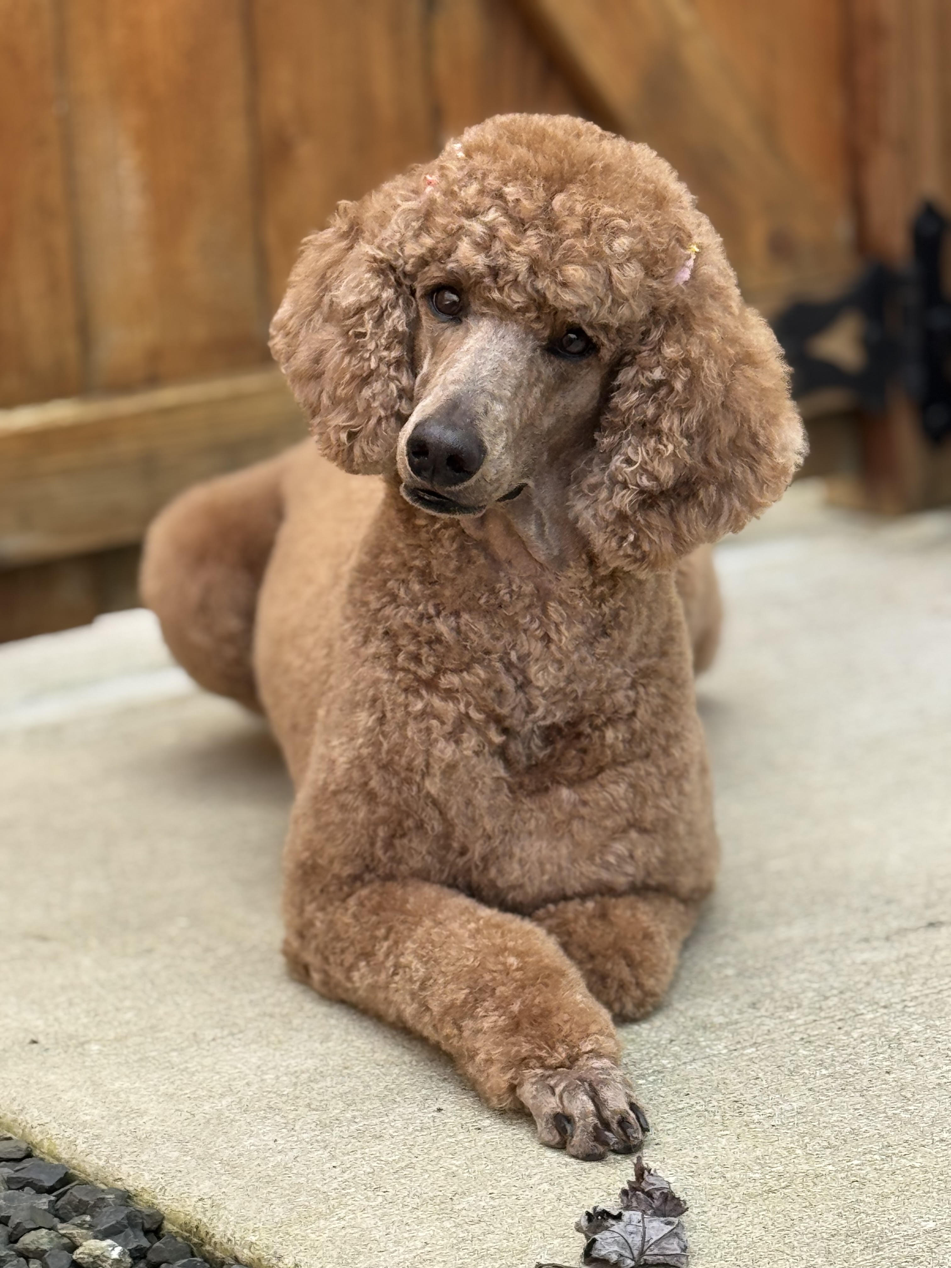 dog