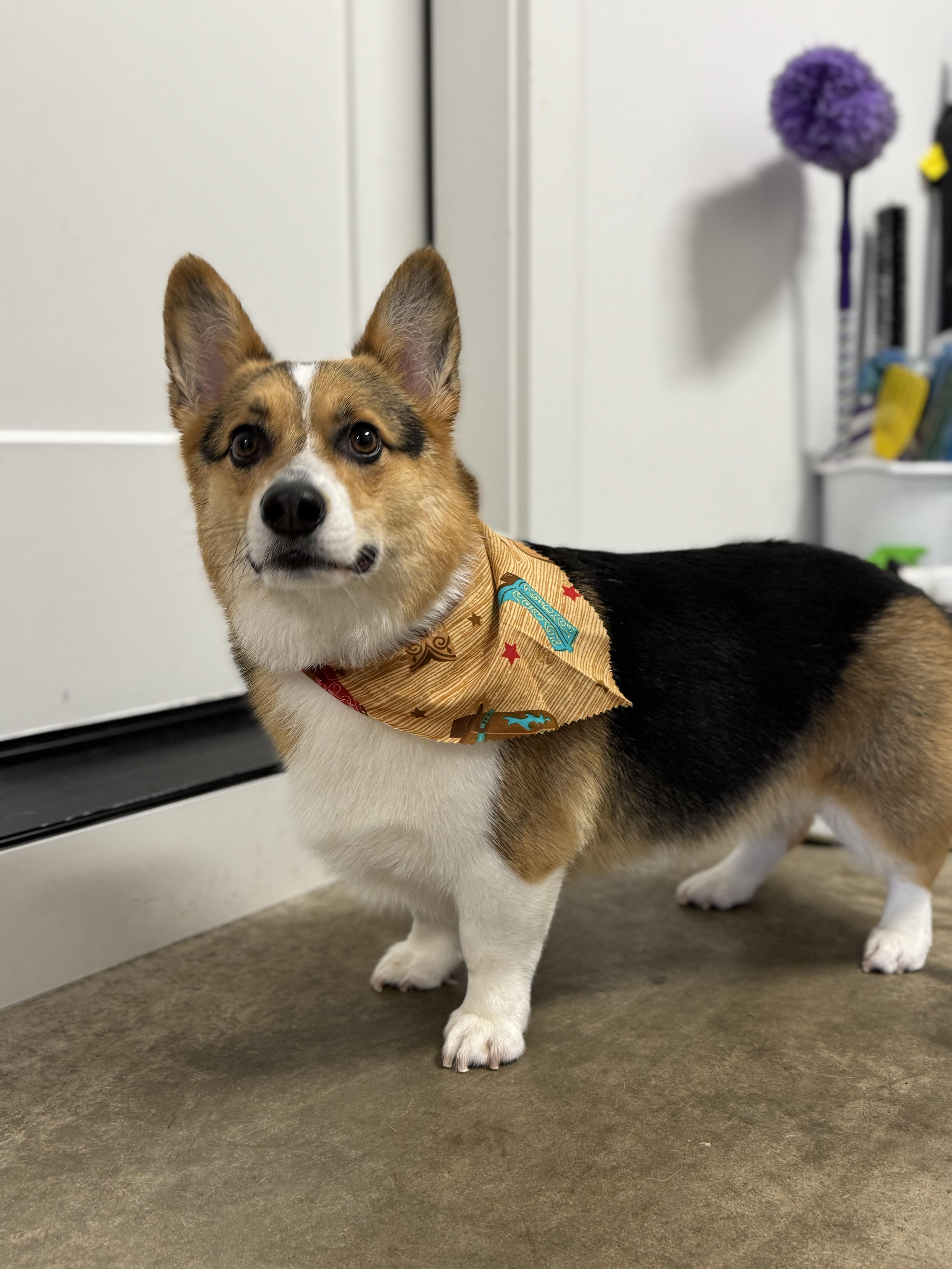 dog